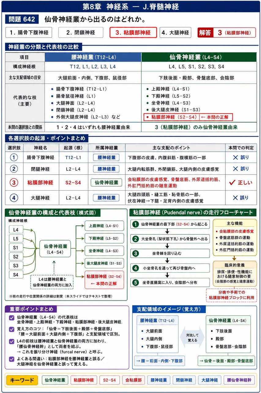 鍼灸 第13回(2005) 問題30｜仙骨神経叢から出るのはどれか。 解説図