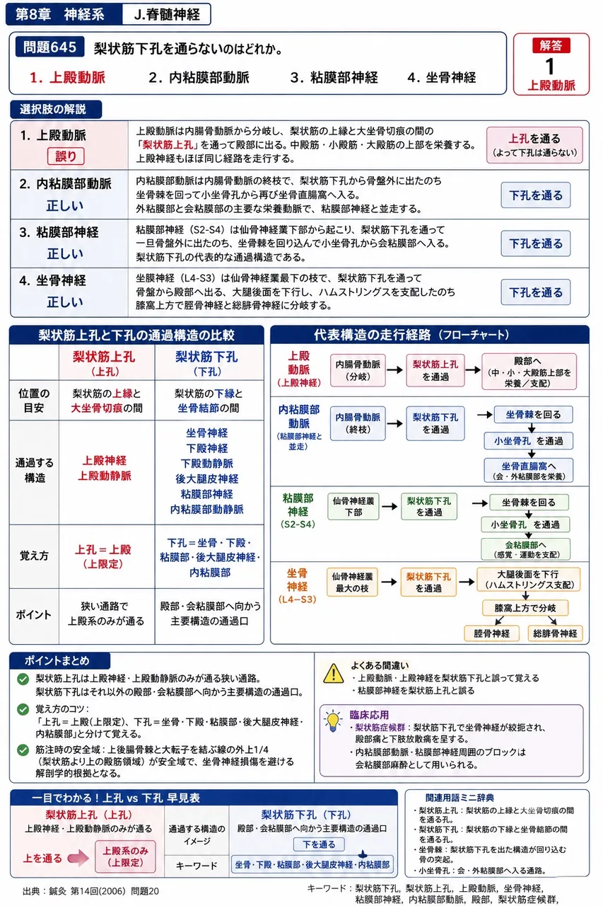 鍼灸 第14回(2006) 問題20｜梨状筋下孔を通らないのはどれか。 解説図