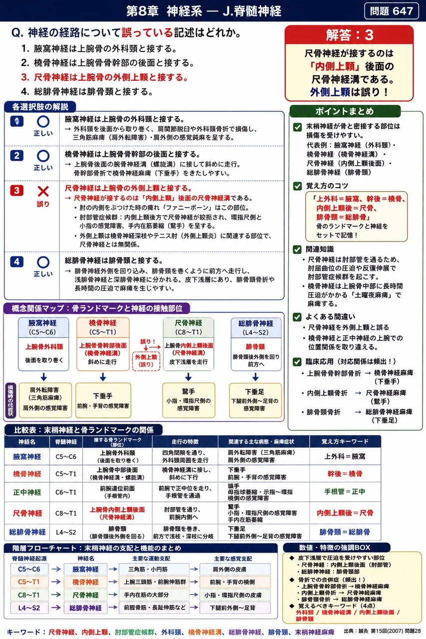 鍼灸 第15回(2007) 問題28｜神経の経路について誤っている記述はどれか。 解説図