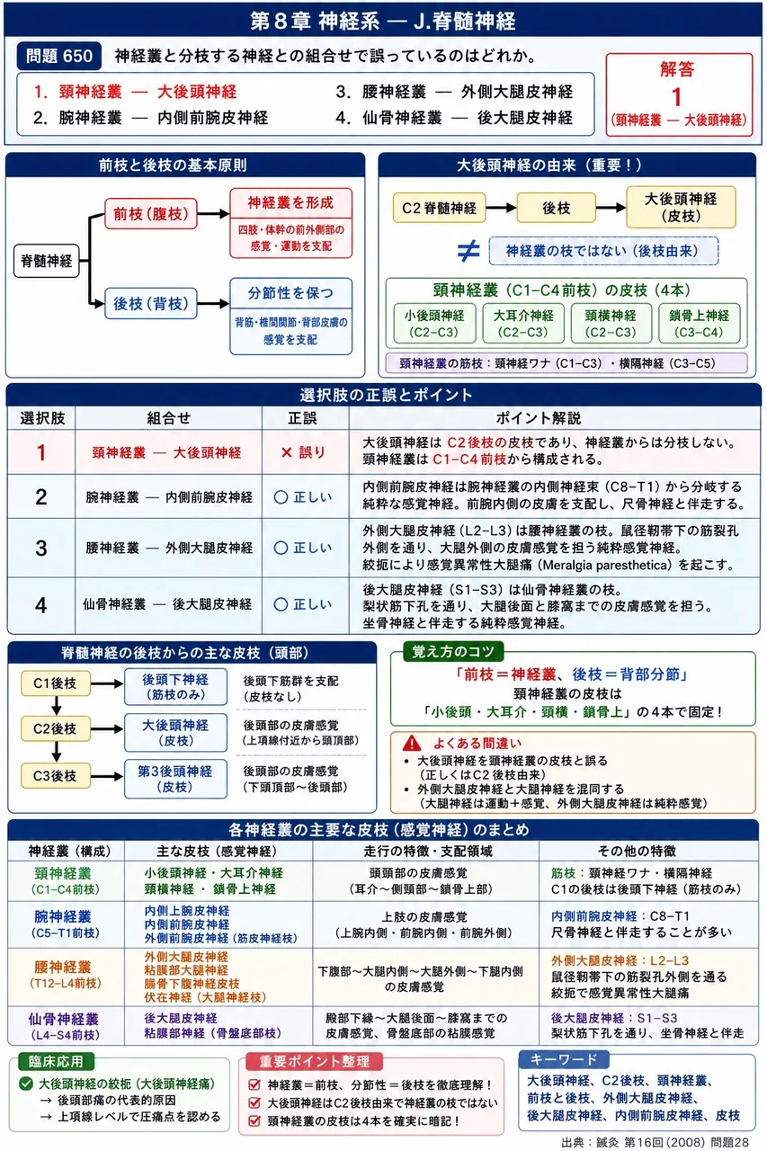 鍼灸 第16回(2008) 問題28｜神経叢と分枝する神経との組合せで誤っているのはどれか。 解説図