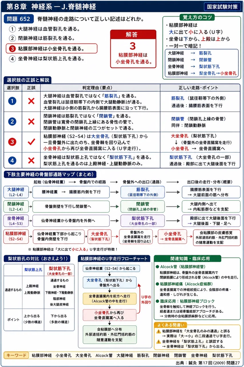鍼灸 第17回(2009) 問題27｜脊髄神経の走路について正しい記述はどれか。 解説図
