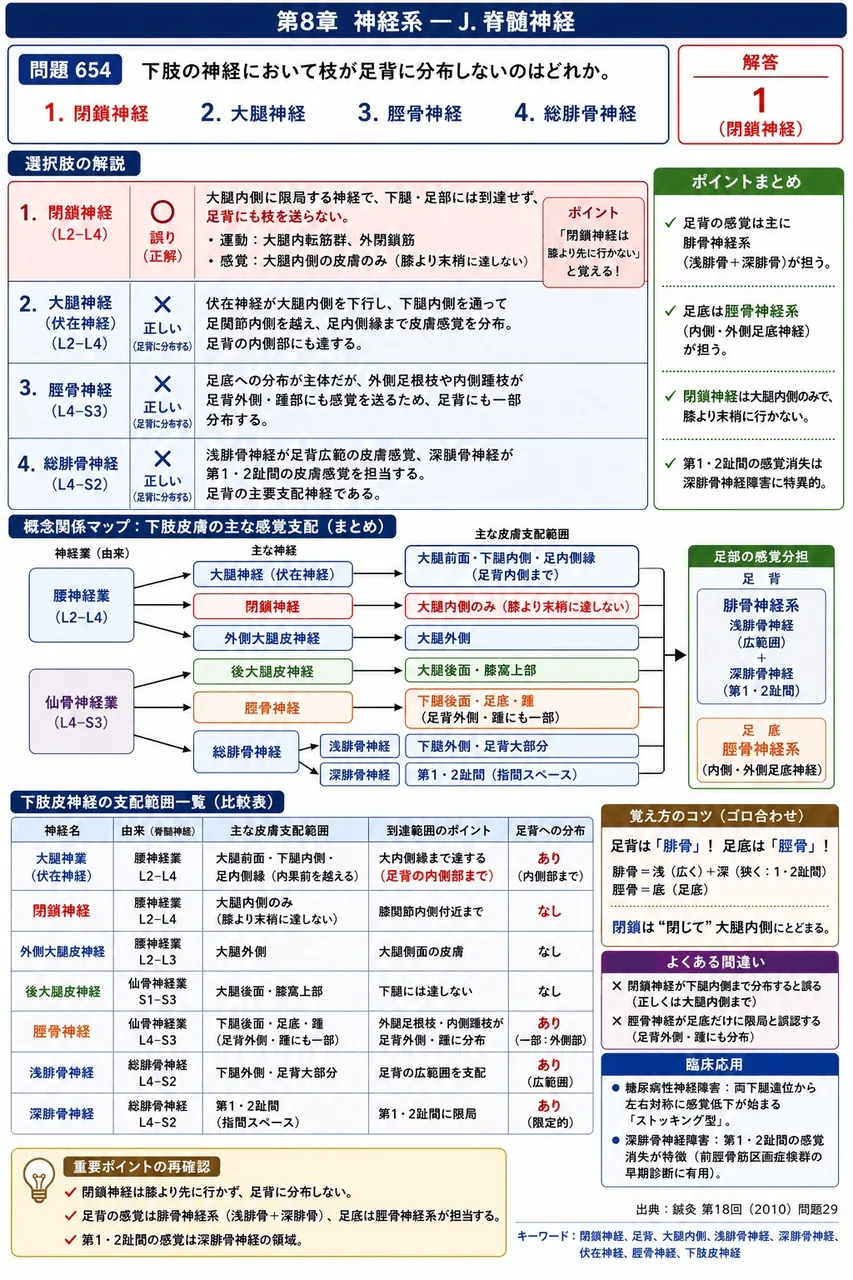 鍼灸 第18回(2010) 問題29|下肢の神経において枝が足背に分布しないのはどれか。 解説図