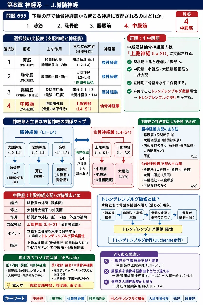 あマ指 第19回(2011) 問題31｜下肢の筋で仙骨神経叢から起こる神経に支配されるのはどれか。 解説図