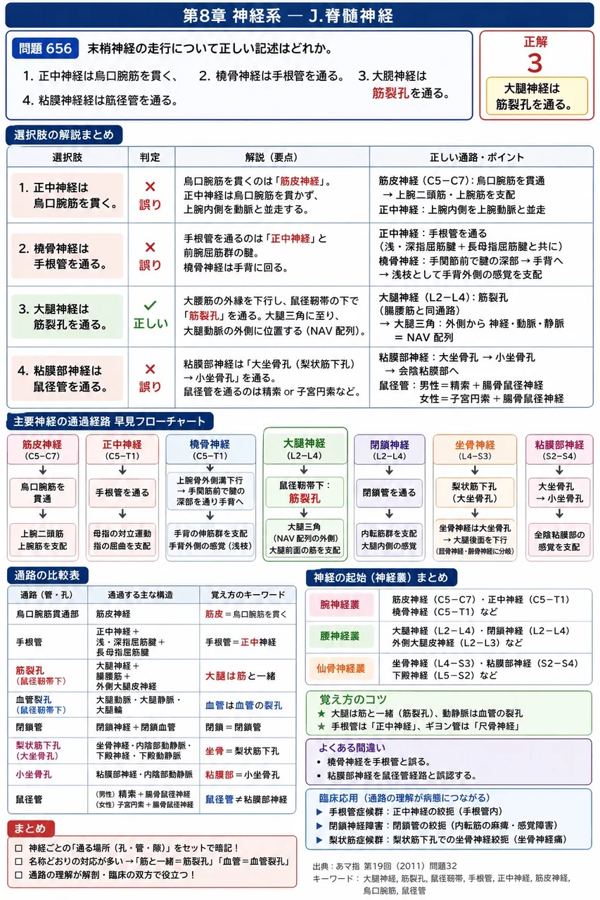 あマ指 第19回(2011) 問題32｜末梢神経の走行について正しい記述はどれか。 解説図
