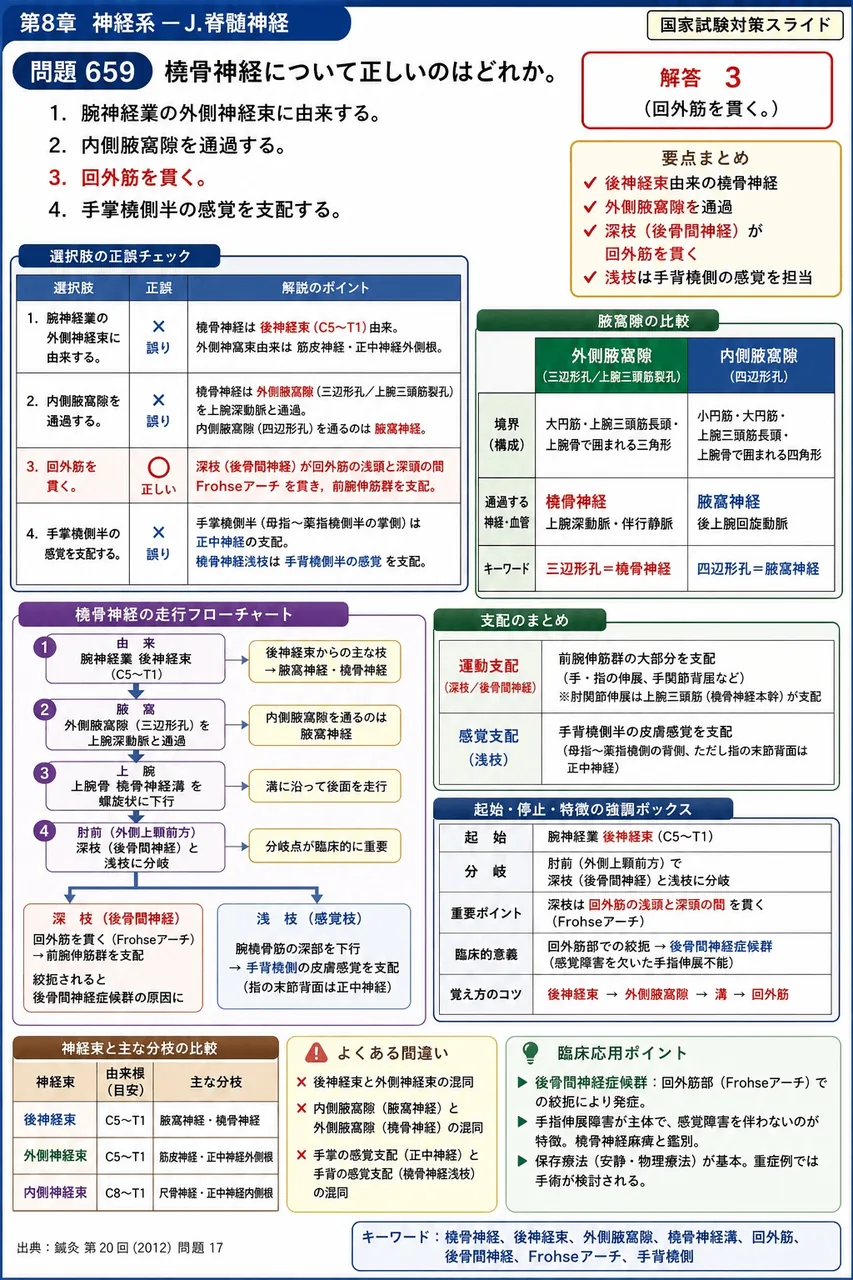 鍼灸 第20回(2012) 問題17|橈骨神経について正しいのはどれか。 解説図