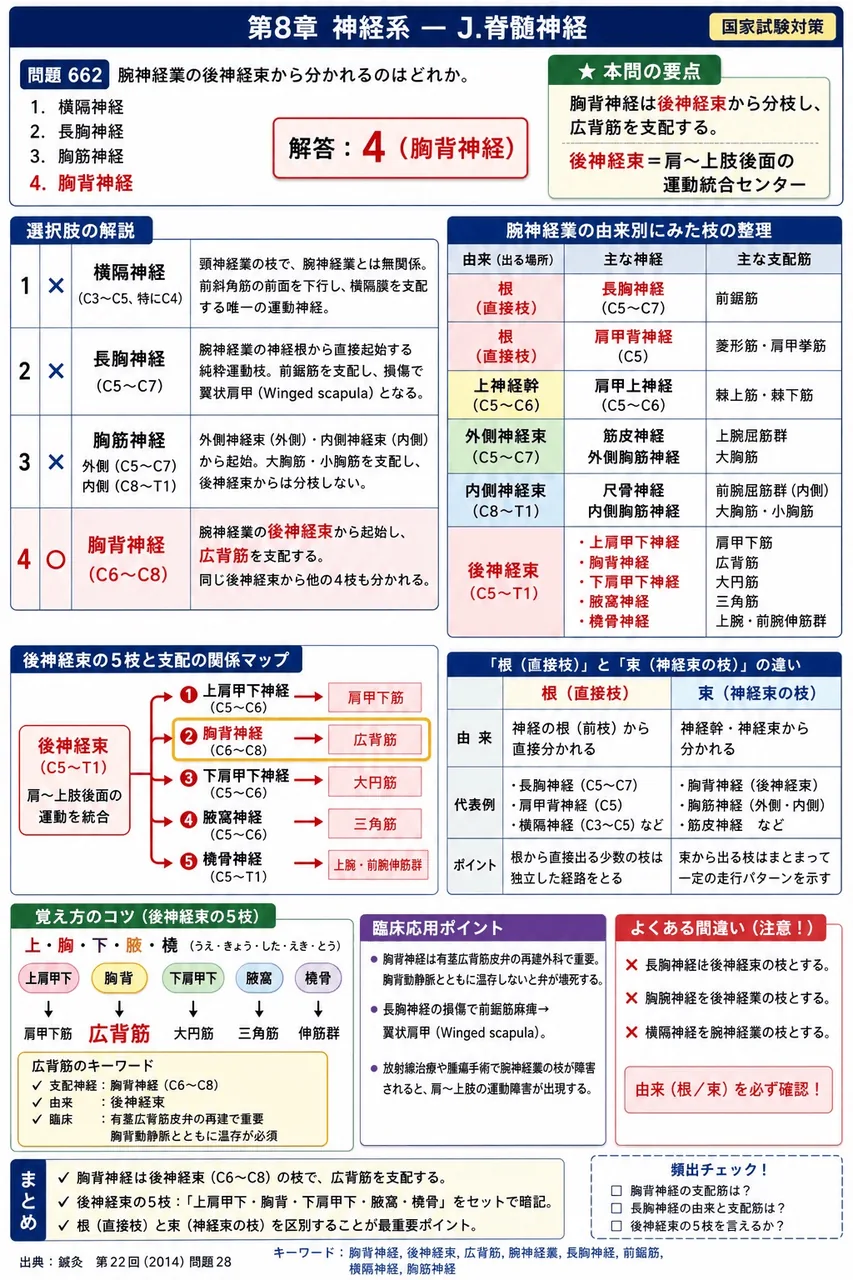 鍼灸 第22回(2014) 問題28|腕神経叢の後神経束から分かれるのはどれか。 解説図