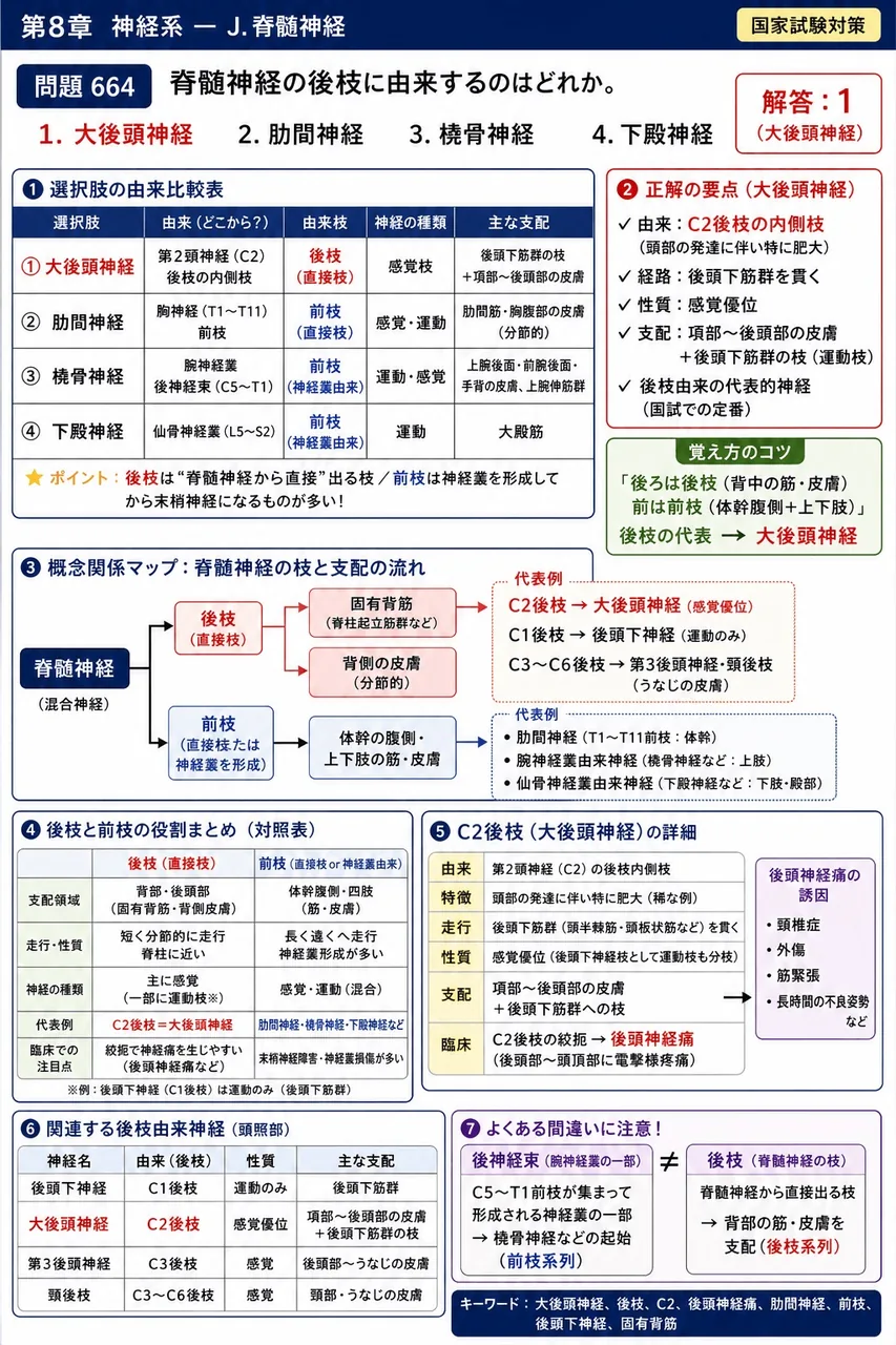 鍼灸 第23回(2015) 問題25｜脊髄神経の後枝に由来するのはどれか。 解説図