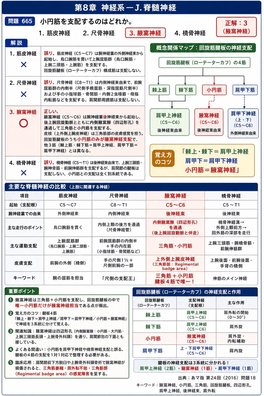 あマ指 第24回(2016) 問題18｜小円筋を支配するのはどれか。 解説図