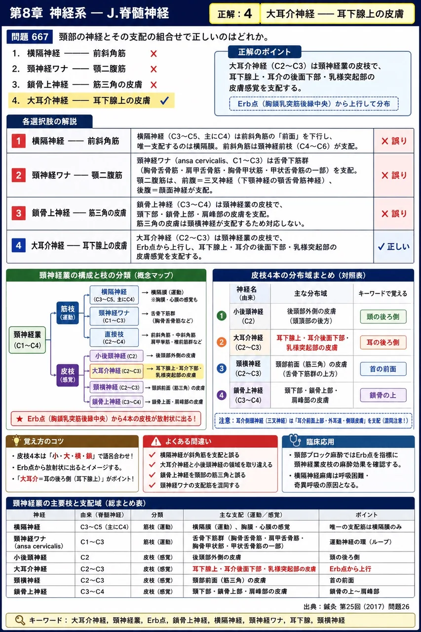 鍼灸 第25回(2017) 問題26|頸部の神経とその支配の組合せで正しいのはどれか。 解説図