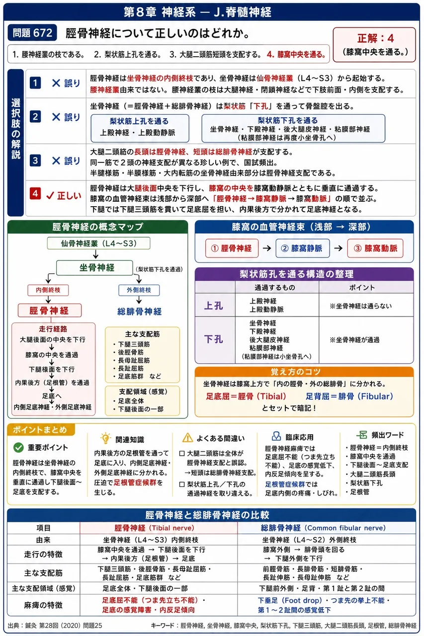 鍼灸 第28回(2020) 問題25|脛骨神経について正しいのはどれか。 解説図