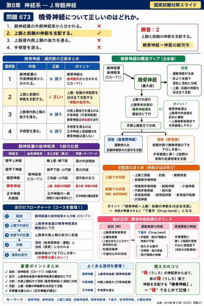 あマ指 第31回(2023) 問題21｜橈骨神経について正しいのはどれか。 解説図
