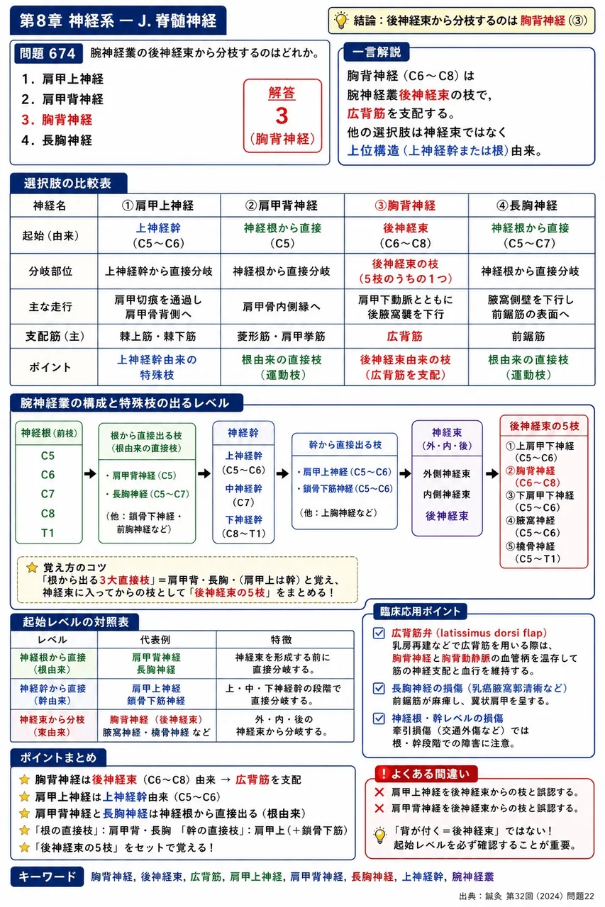 鍼灸 第32回(2024) 問題22｜腕神経叢の後神経束から分枝するのはどれか。 解説図