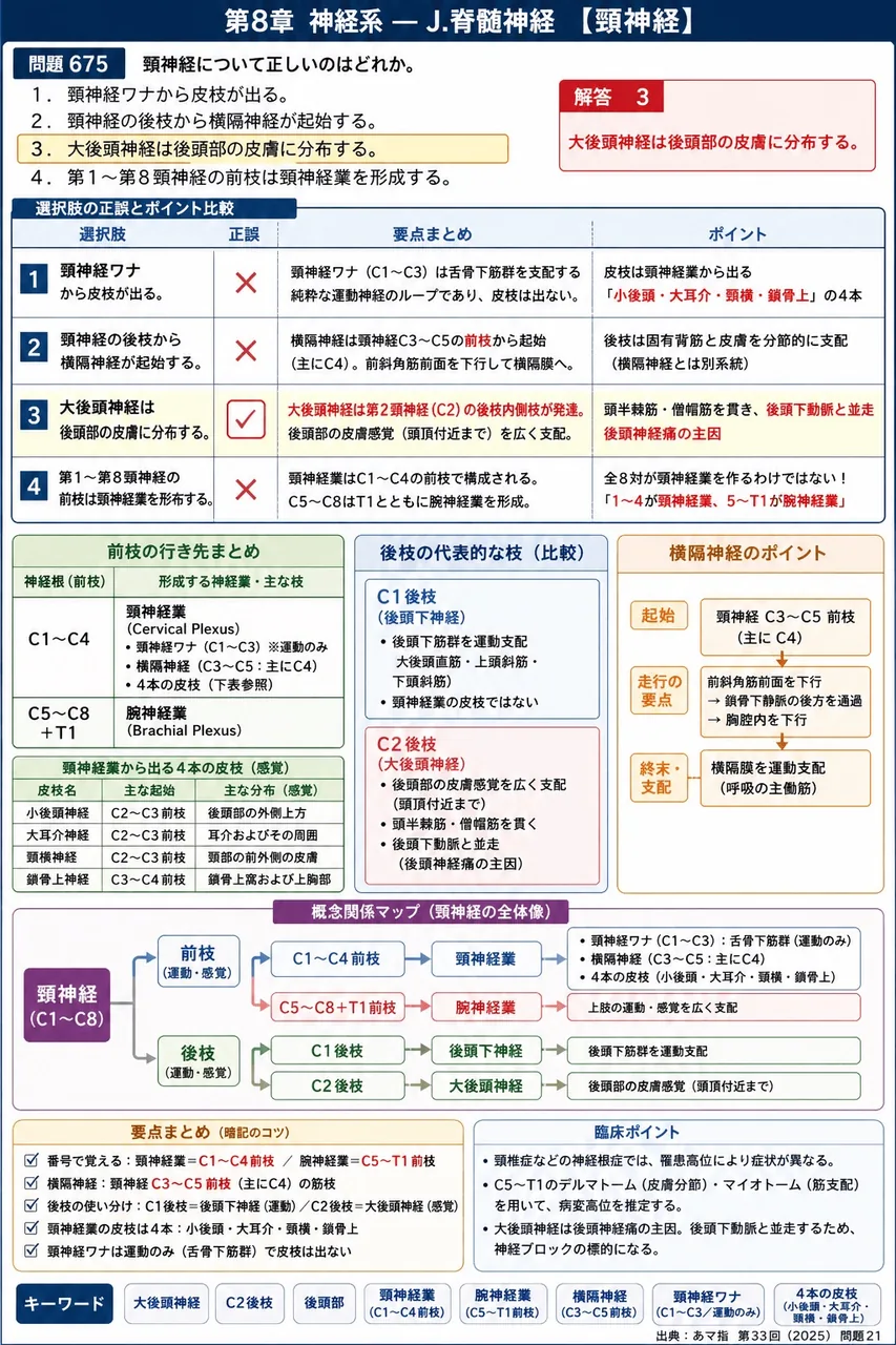 あマ指 第33回(2025) 問題21｜頸神経について正しいのはどれか。 解説図