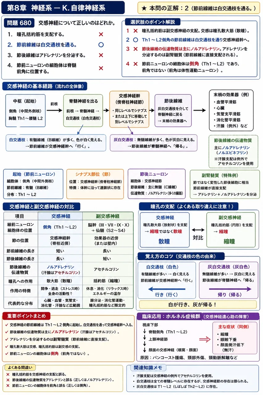 鍼灸 第33回(2025) 問題23｜交感神経について正しいのはどれか。 解説図