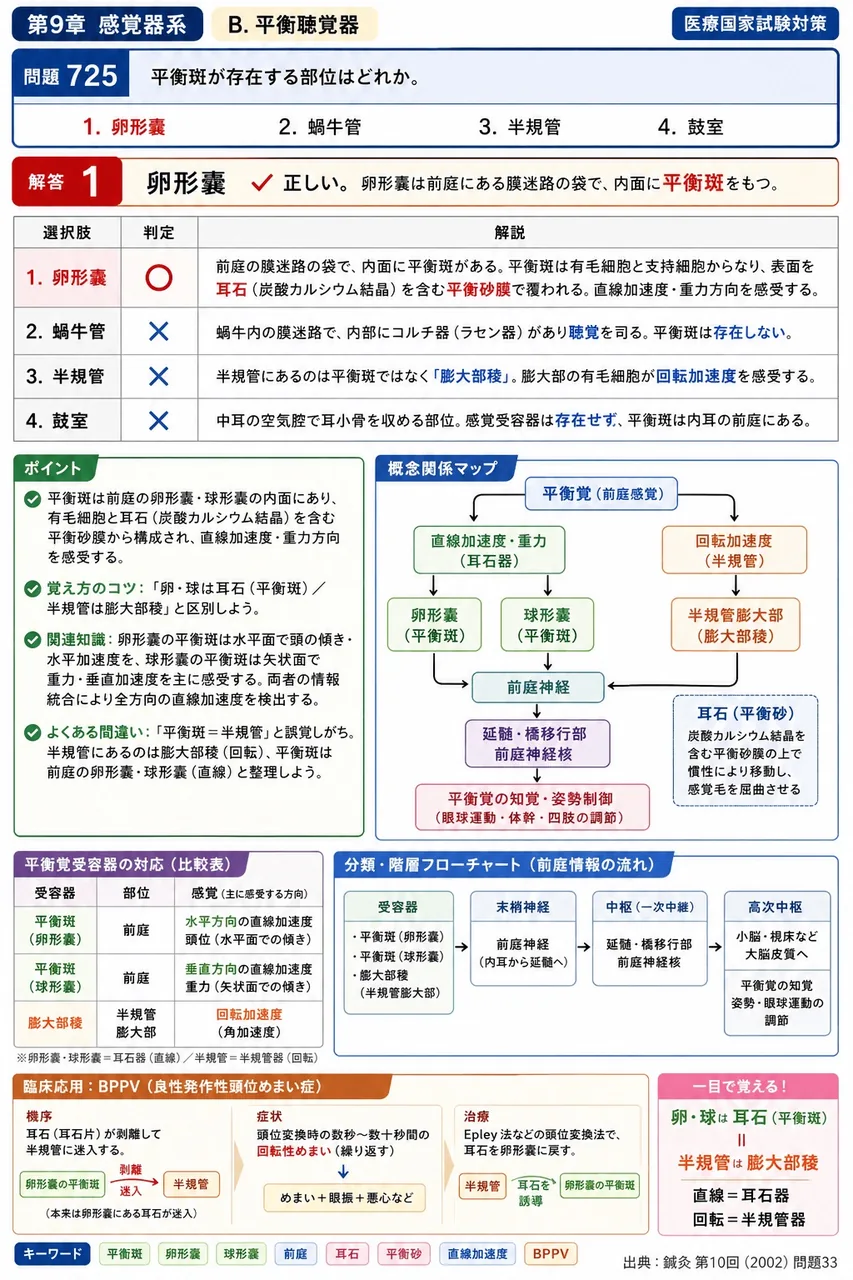鍼灸 第10回(2002) 問題33｜平衡斑が存在する部位はどれか。 解説図