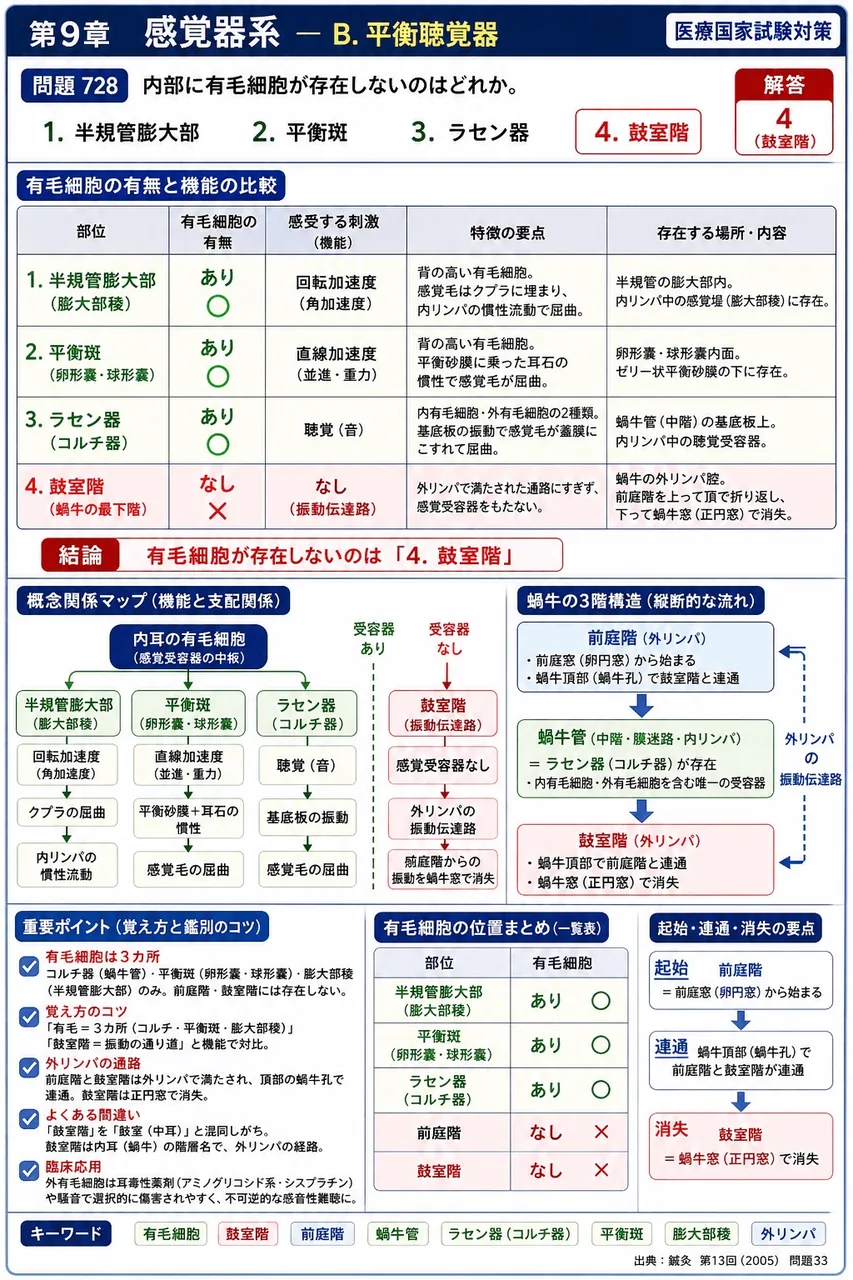 鍼灸 第13回(2005) 問題33｜内部に有毛細胞が存在しないのはどれか。 解説図