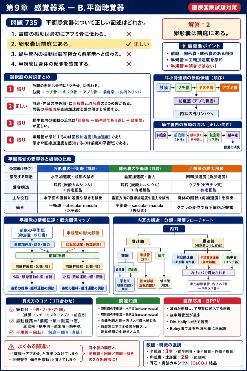 鍼灸 第19回(2011) 問題29｜平衡感覚器について正しい記述はどれか。 解説図