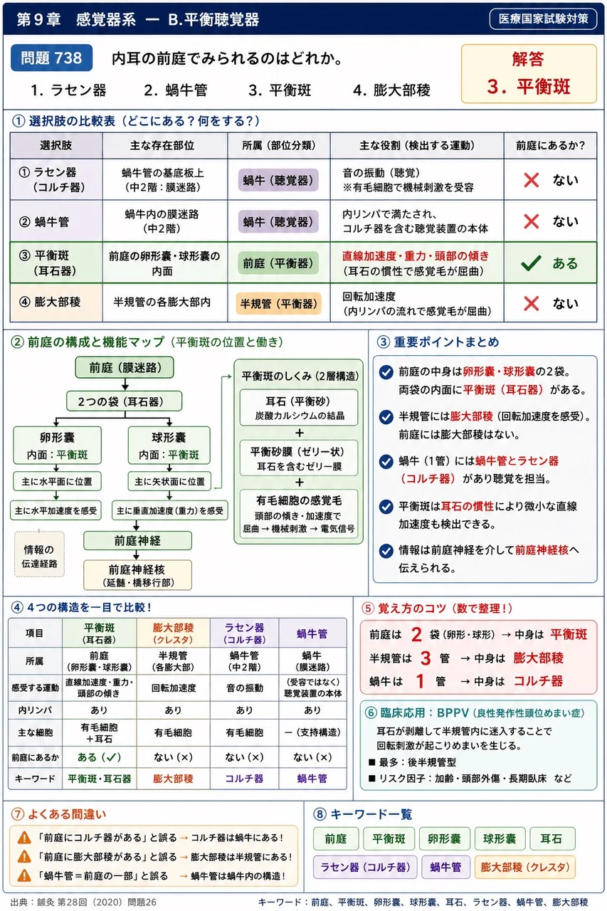 鍼灸 第28回(2020) 問題26｜内耳の前庭でみられるのはどれか。 解説図