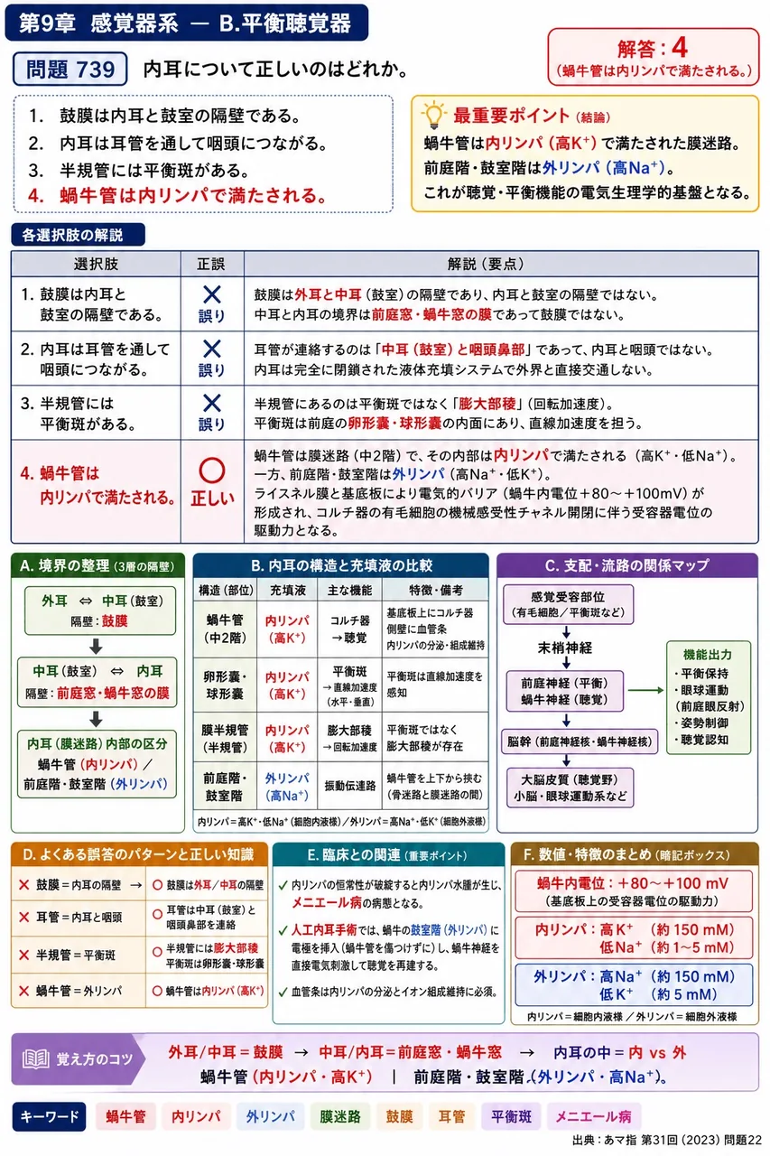 あマ指 第31回(2023) 問題22｜内耳について正しいのはどれか。 解説図