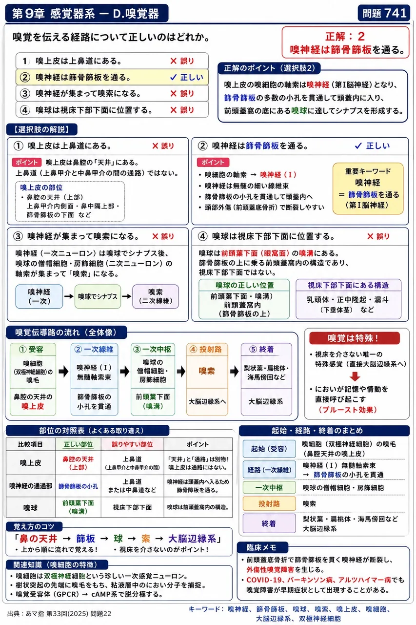 あマ指 第33回(2025) 問題22｜嗅覚を伝える経路について正しいのはどれか。 解説図