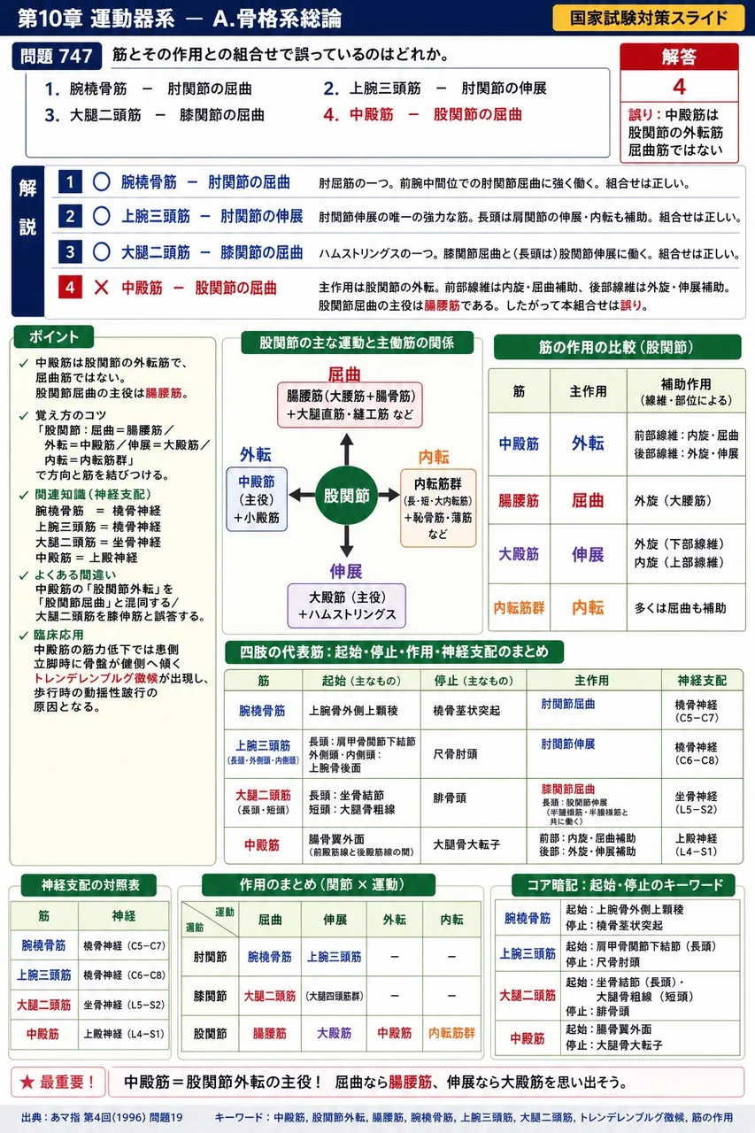 あマ指 第4回(1996) 問題19｜筋とその作用との組合せで誤っているのはどれか。 解説図