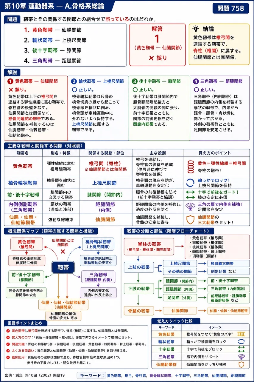 鍼灸 第10回(2002) 問題19｜靭帯とその関係する関節との組合せで誤っているのはどれか。 解説図