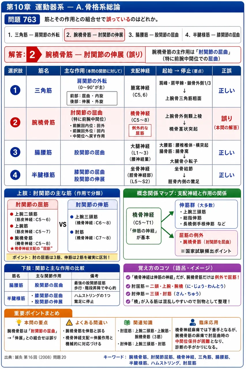 鍼灸 第16回(2008) 問題20｜筋とその作用との組合せで誤っているのはどれか。 解説図