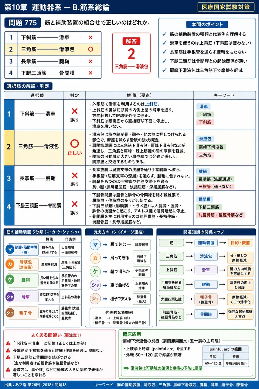 あマ指 第26回(2018) 問題18|筋と補助装置の組合せで正しいのはどれか。 解説図