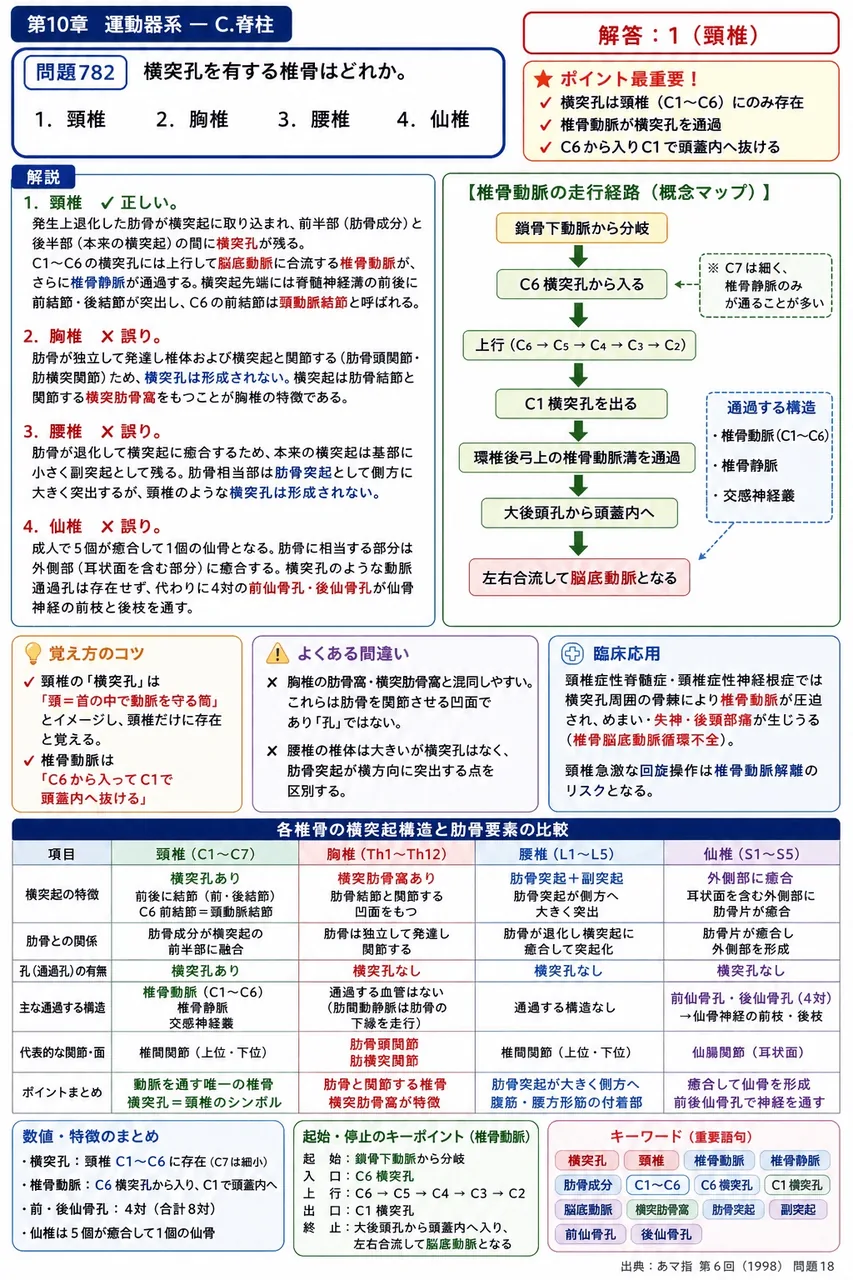 あマ指 第6回(1998) 問題18｜横突孔を有する椎骨はどれか。 解説図