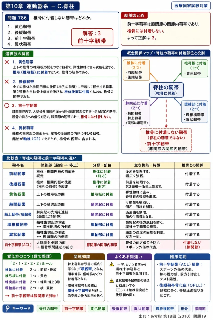 あマ指 第18回(2010) 問題19｜椎骨に付着しない靱帯はどれか。 解説図