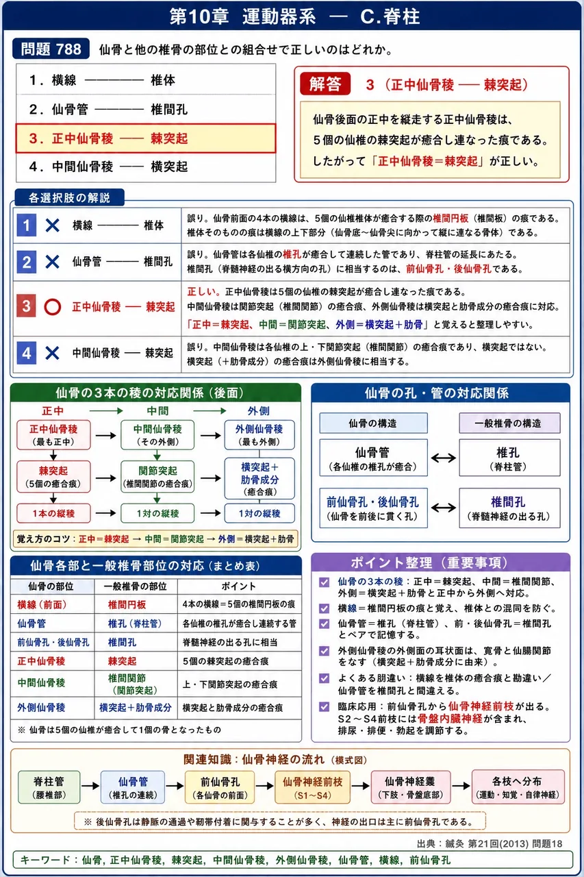 鍼灸 第21回(2013) 問題18｜仙骨と他の椎骨の部位との組合せで正しいのはどれか。 解説図