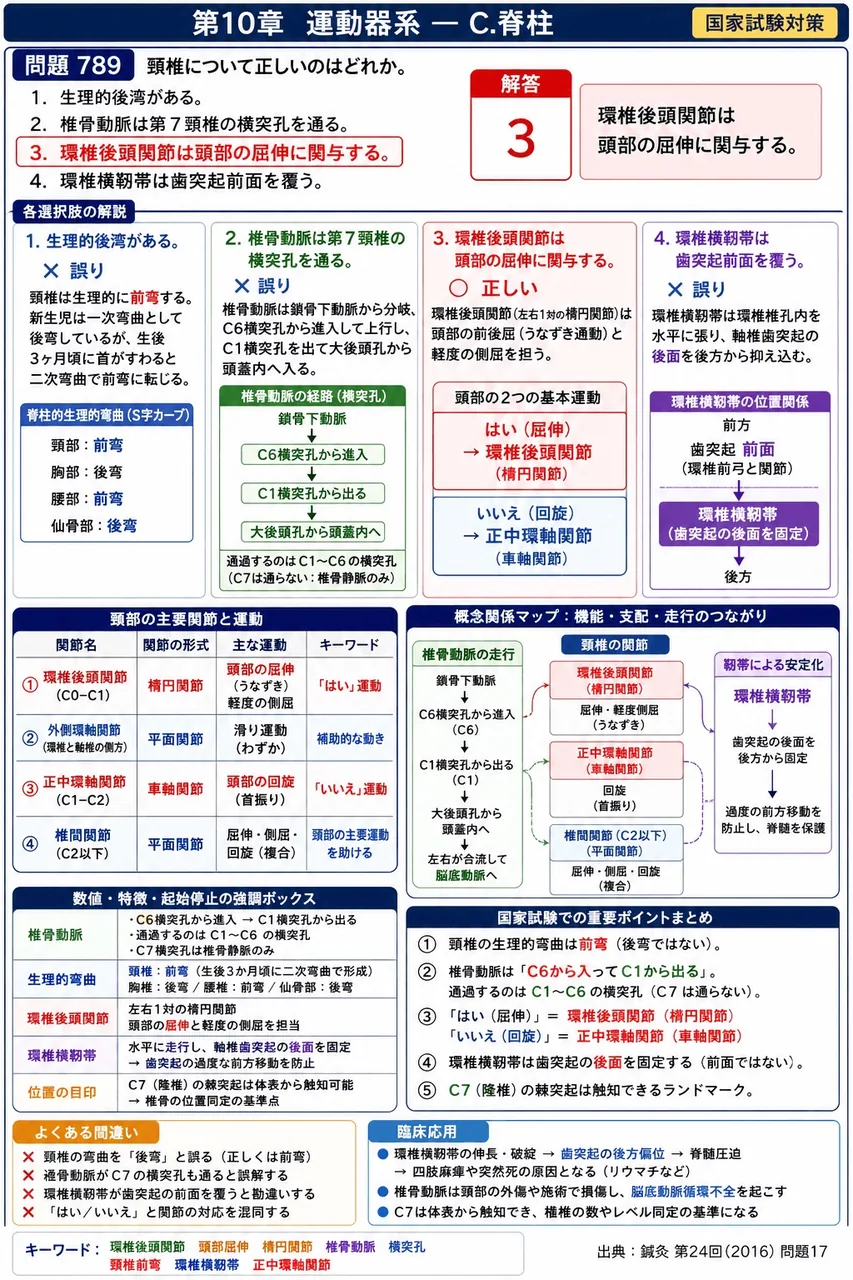 鍼灸 第24回(2016) 問題17｜頸椎について正しいのはどれか。 解説図
