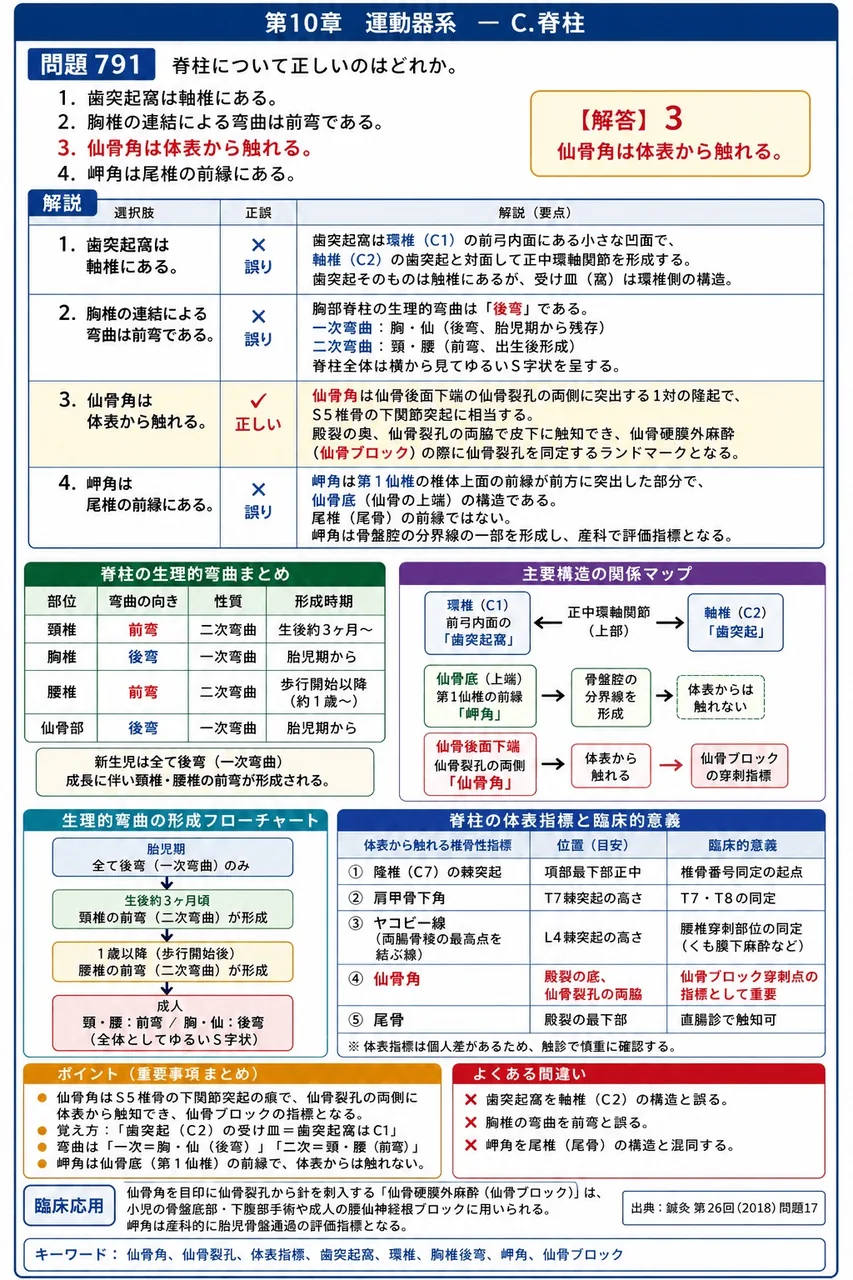 鍼灸 第26回(2018) 問題17｜脊柱について正しいのはどれか。 解説図