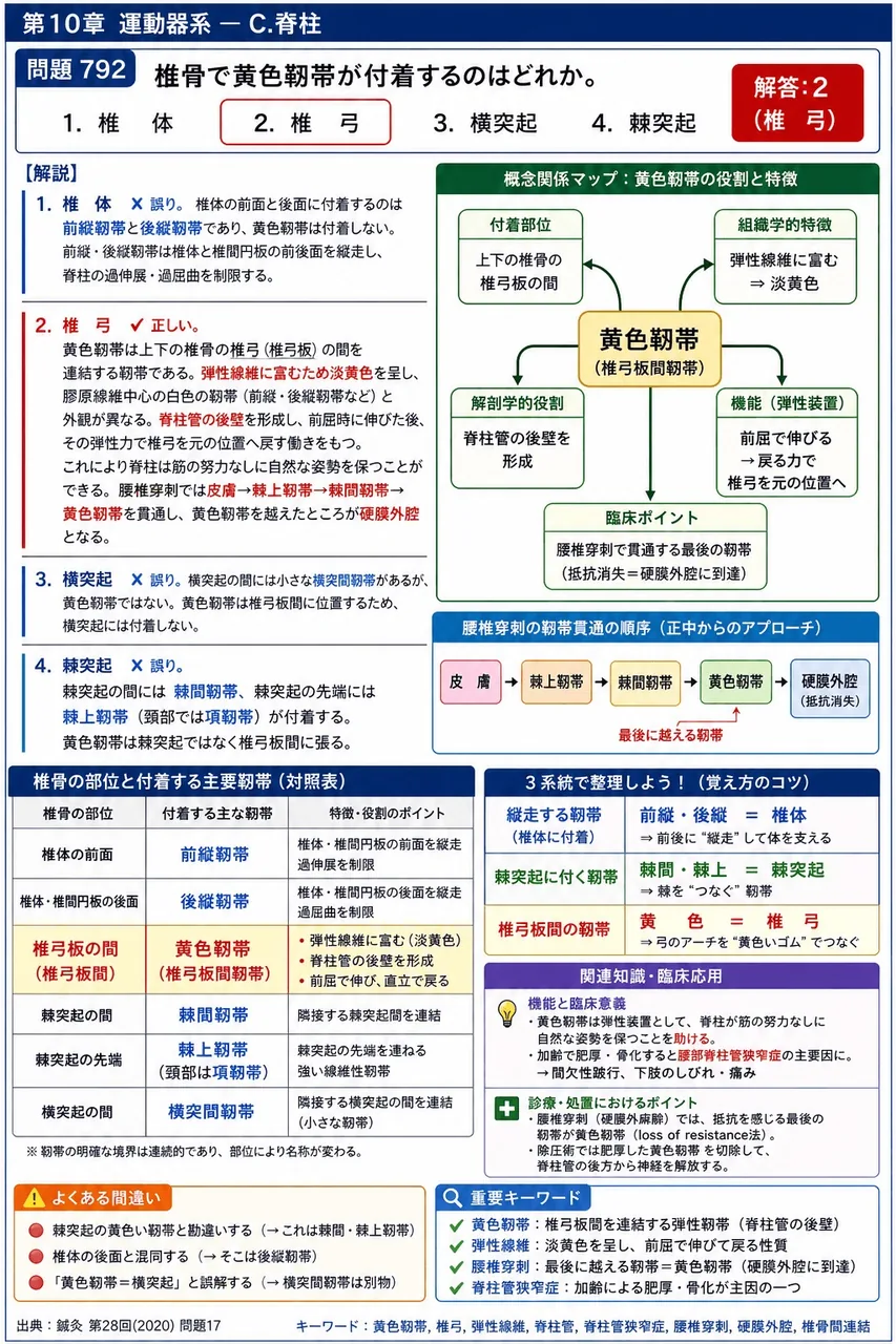 鍼灸 第28回(2020) 問題17｜椎骨で黄色靱帯が付着するのはどれか。 解説図