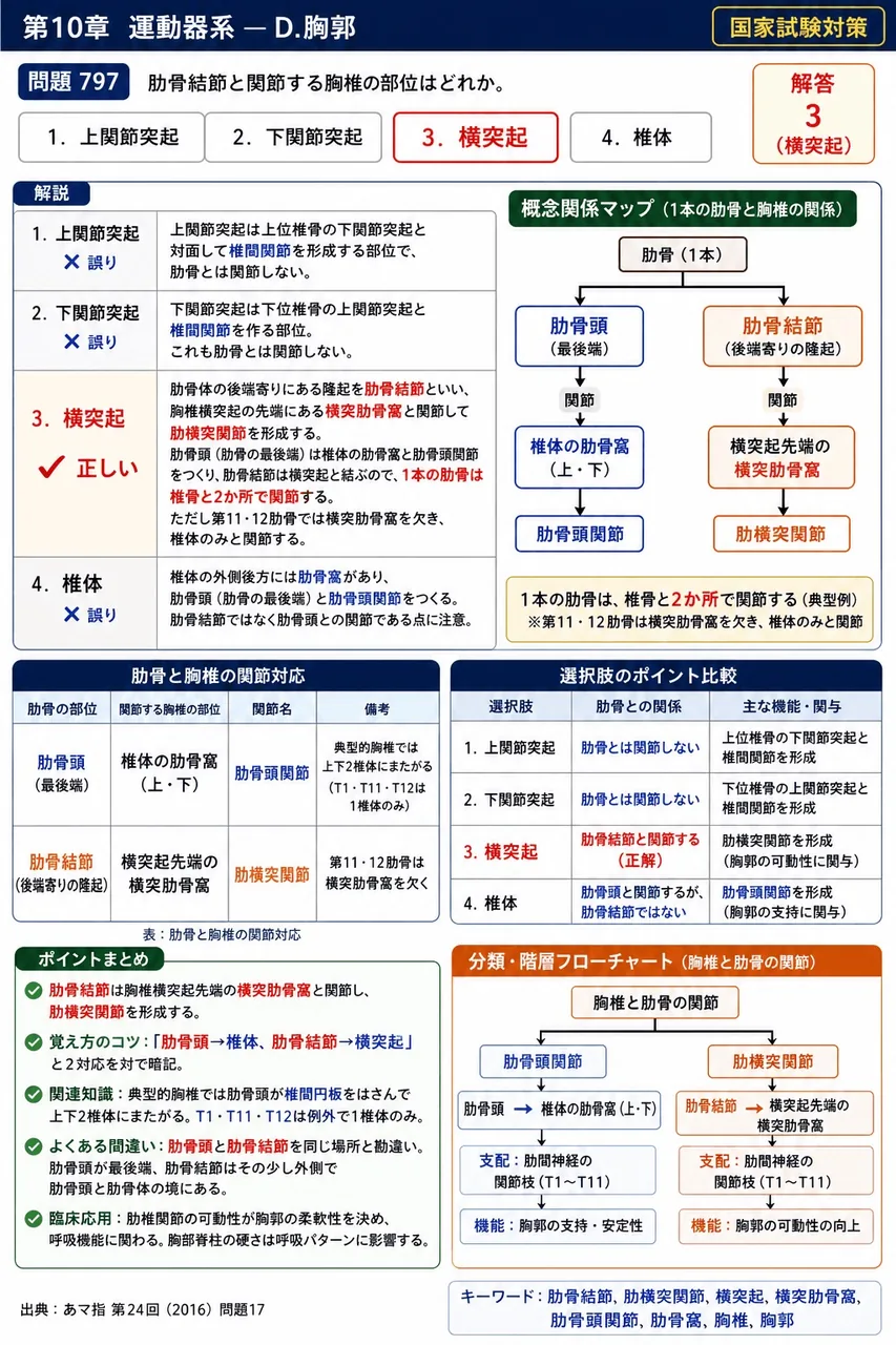 あマ指 第24回(2016) 問題17｜肋骨結節と関節する胸椎の部位はどれか。 解説図