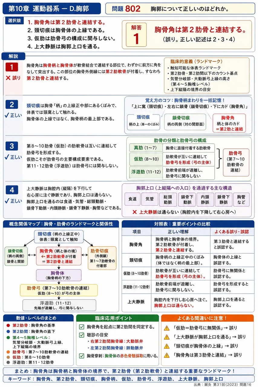 鍼灸 第31回(2023) 問題16｜胸郭について正しいのはどれか。 解説図