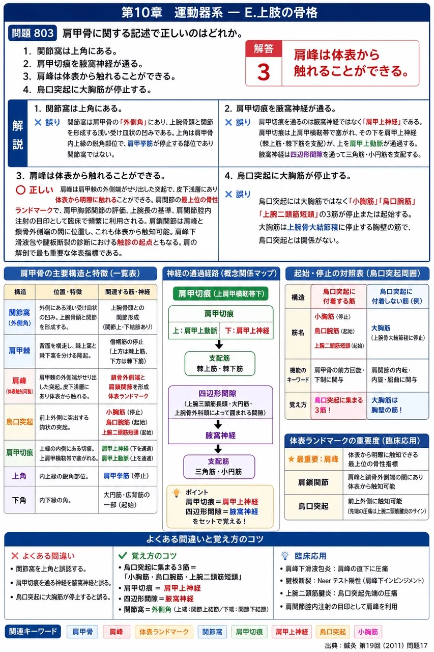 鍼灸 第19回(2011) 問題17｜肩甲骨に関する記述で正しいのはどれか。 解説図