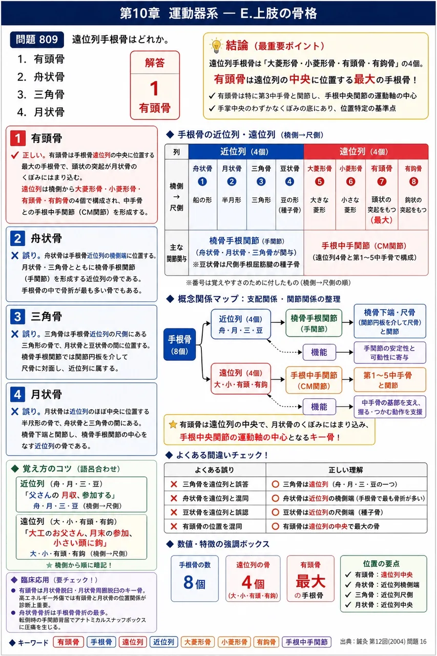 鍼灸 第12回(2004) 問題16｜遠位列手根骨はどれか。 解説図