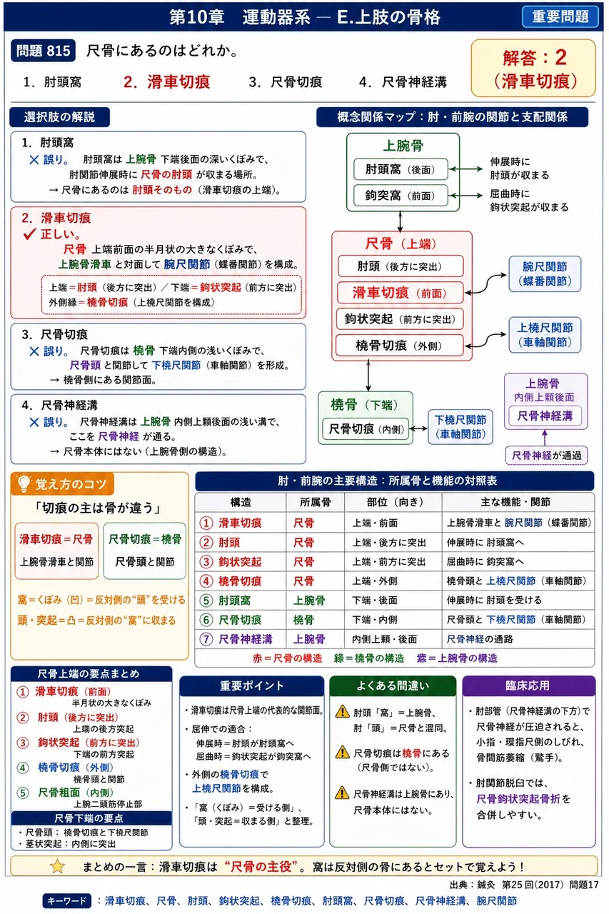 鍼灸 第25回(2017) 問題17｜尺骨にあるのはどれか。 解説図