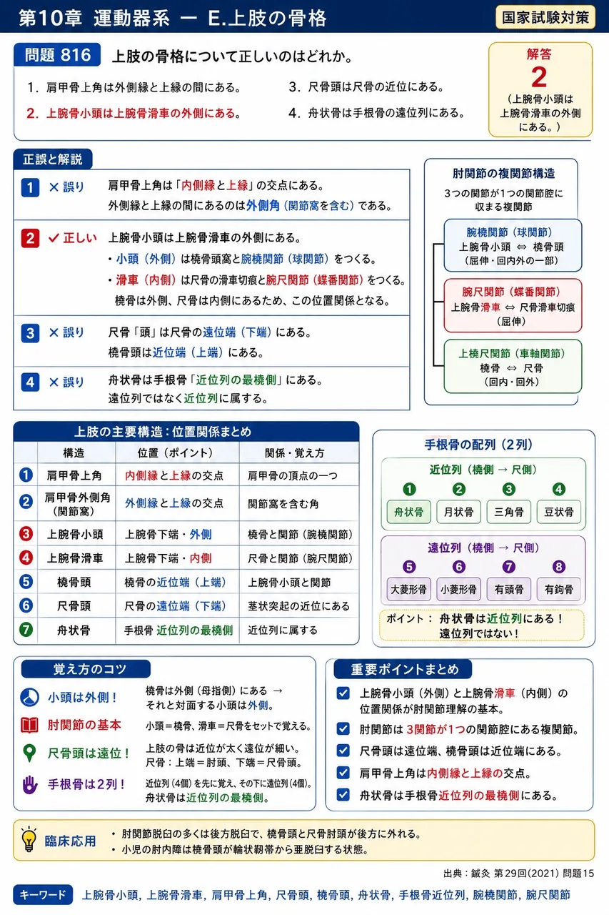 鍼灸 第29回(2021) 問題15｜上肢の骨格について正しいのはどれか。 解説図
