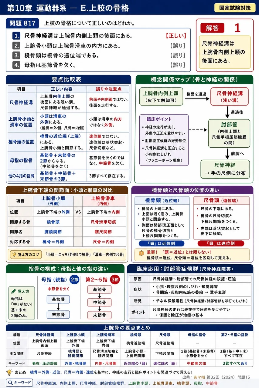 あマ指 第32回(2024) 問題15｜上肢の骨格について正しいのはどれか。 解説図