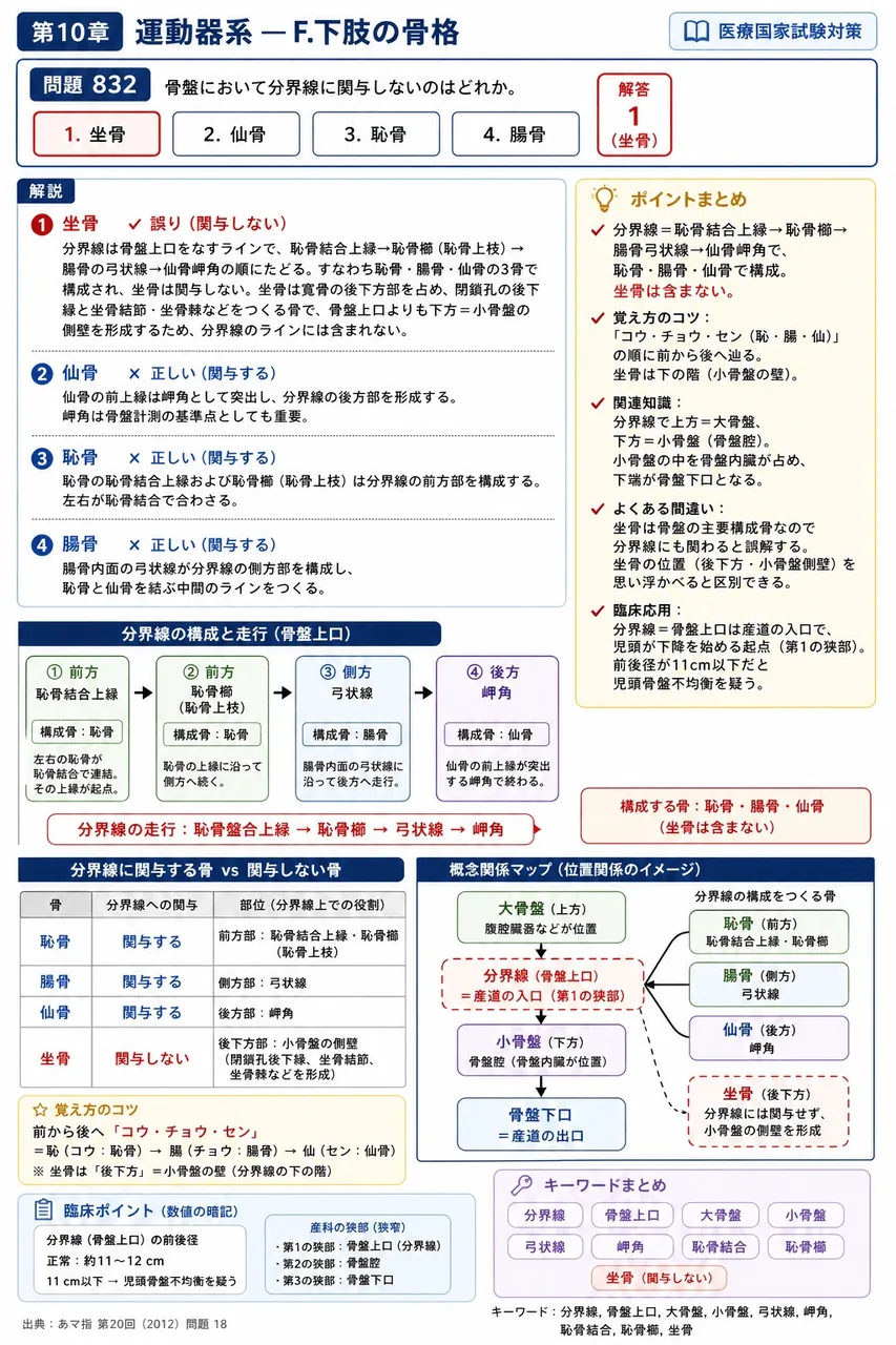 あマ指 第20回(2012) 問題18｜骨盤において分界線に関与しないのはどれか。 解説図