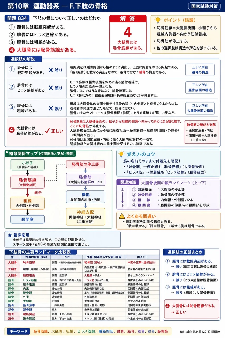 鍼灸 第24回(2016) 問題19｜下肢の骨について正しいのはどれか。 解説図