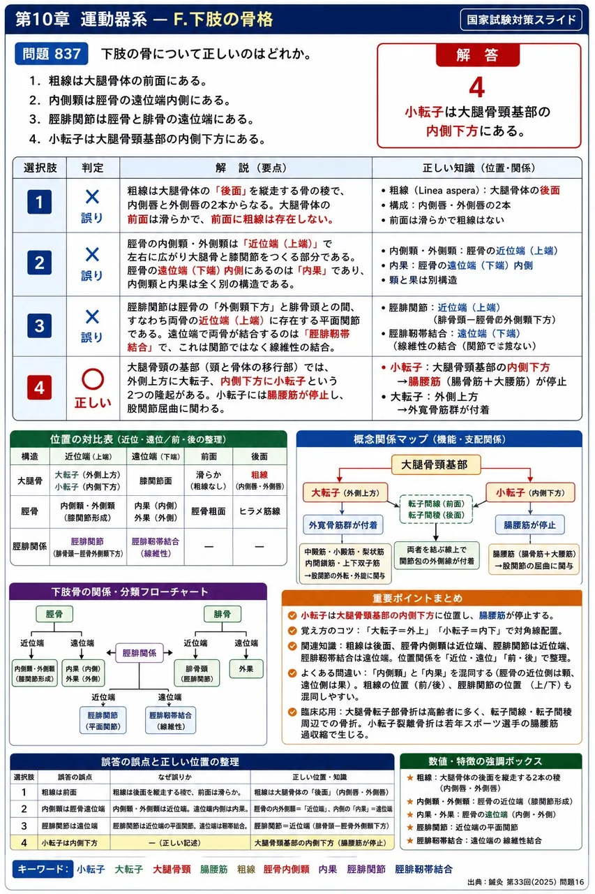鍼灸 第33回(2025) 問題16｜下肢の骨について正しいのはどれか。 解説図