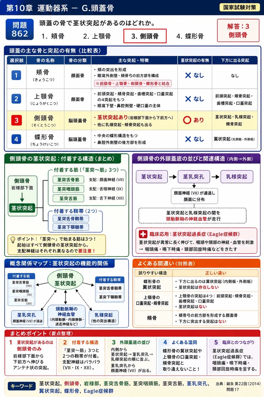 鍼灸 第22回(2014) 問題17｜頭蓋の骨で茎状突起があるのはどれか。 解説図