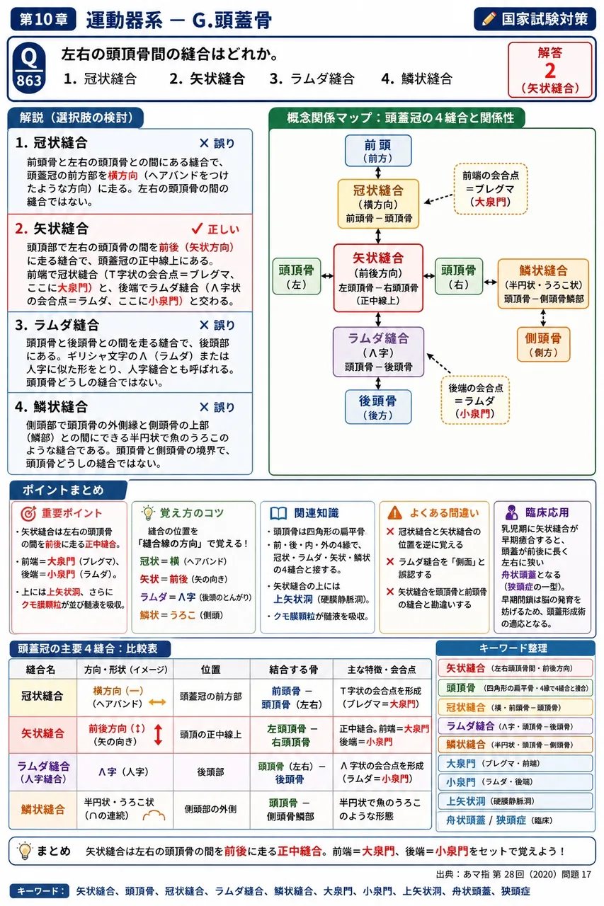 あマ指 第28回(2020) 問題17｜左右の頭頂骨間の縫合はどれか。 解説図