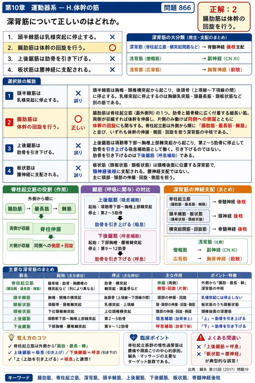 鍼灸 第25回(2017) 問題19｜深背筋について正しいのはどれか。 解説図