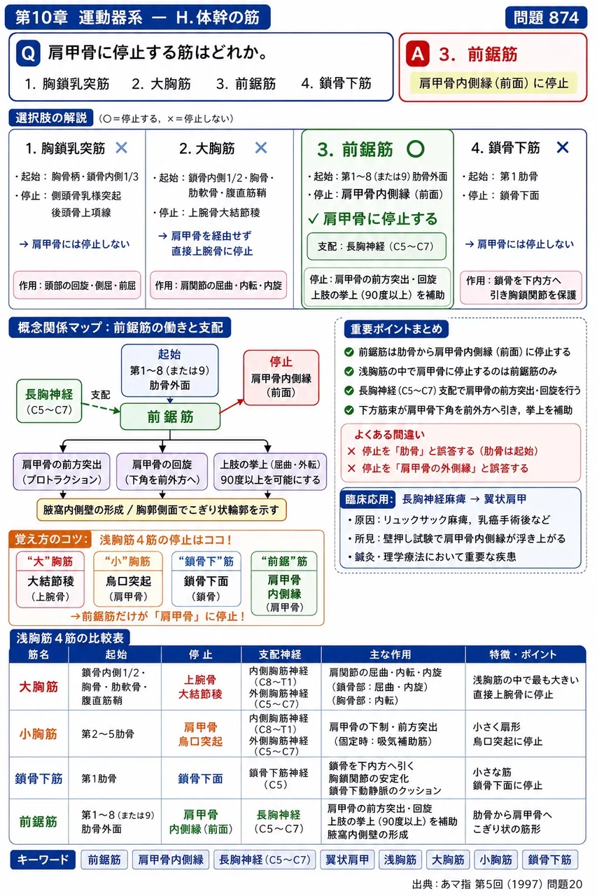 あマ指 第5回(1997) 問題20｜肩甲骨に停止する筋はどれか。 解説図