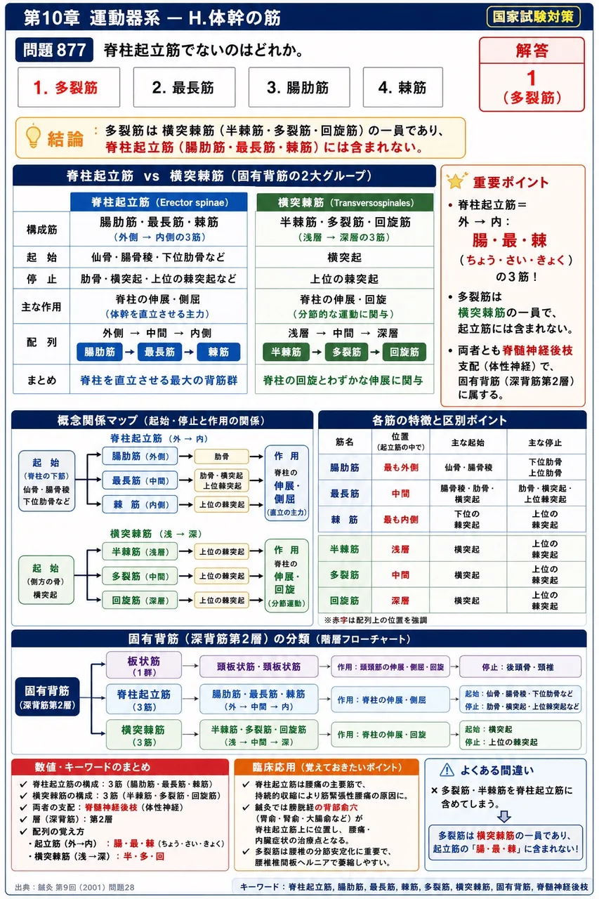 鍼灸 第9回(2001) 問題28｜脊柱起立筋でないのはどれか。 解説図