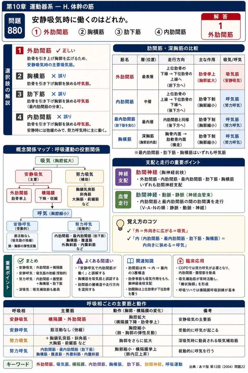 あマ指 第12回(2004) 問題22｜安静吸気時に働くのはどれか。 解説図